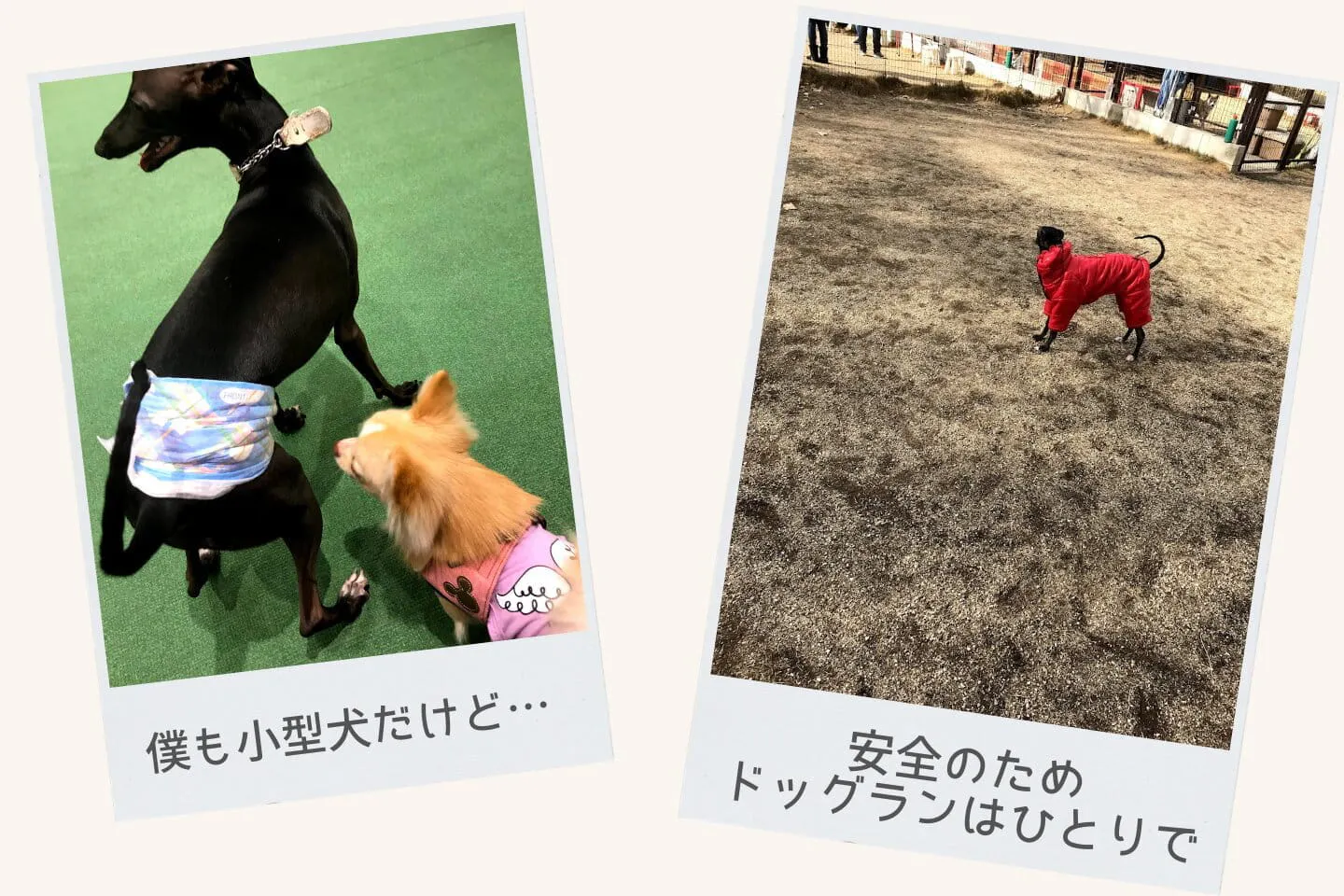 小型犬との暮らし
