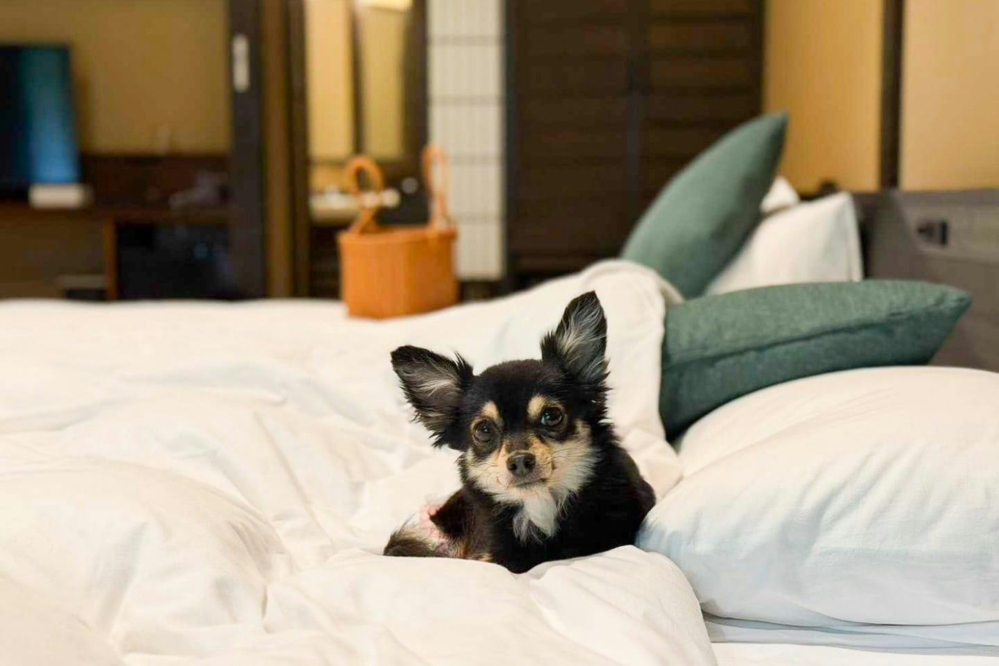 宿泊券プレゼント！】犬と泊まれて料理も温泉も大満足！チワワのこんぶ