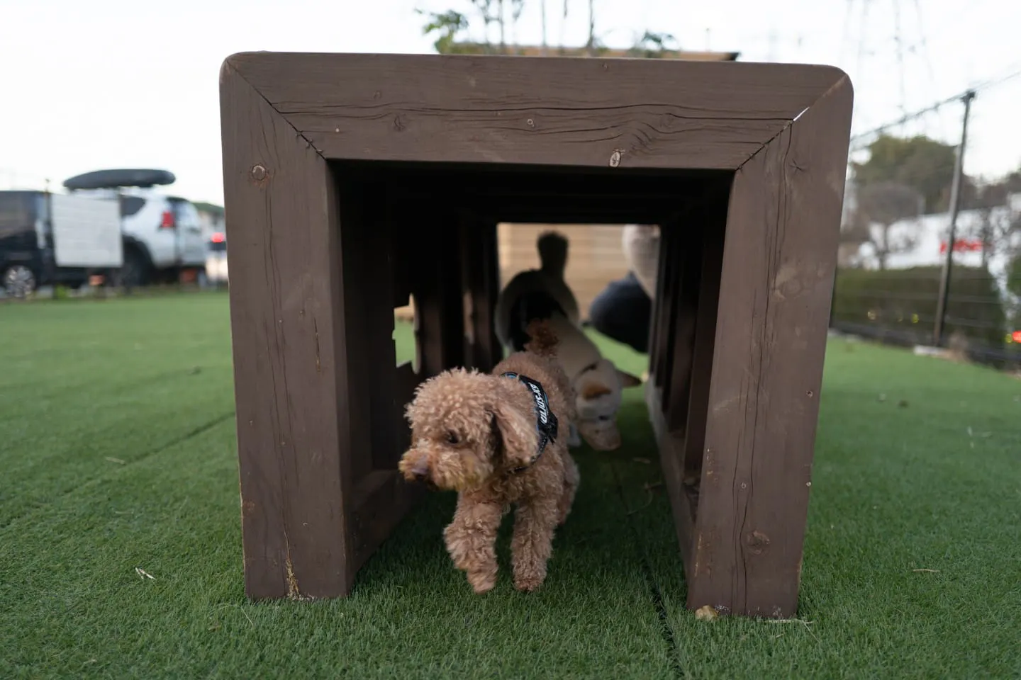 トンネルの遊具で遊ぶ犬 トンネルの遊具で遊ぶ犬