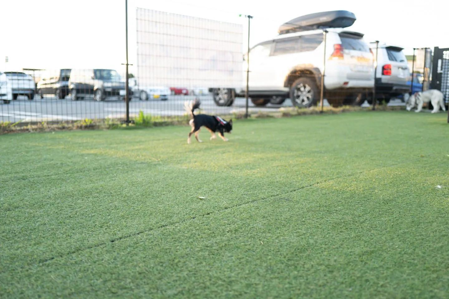 広い敷地を活かして走り回る犬 広い敷地を活かして走り回る犬