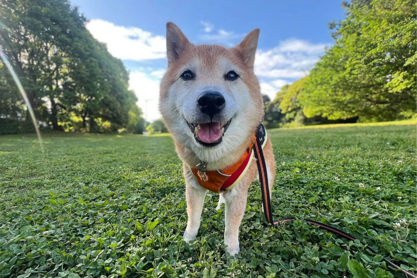 芝生のうえで笑う柴犬