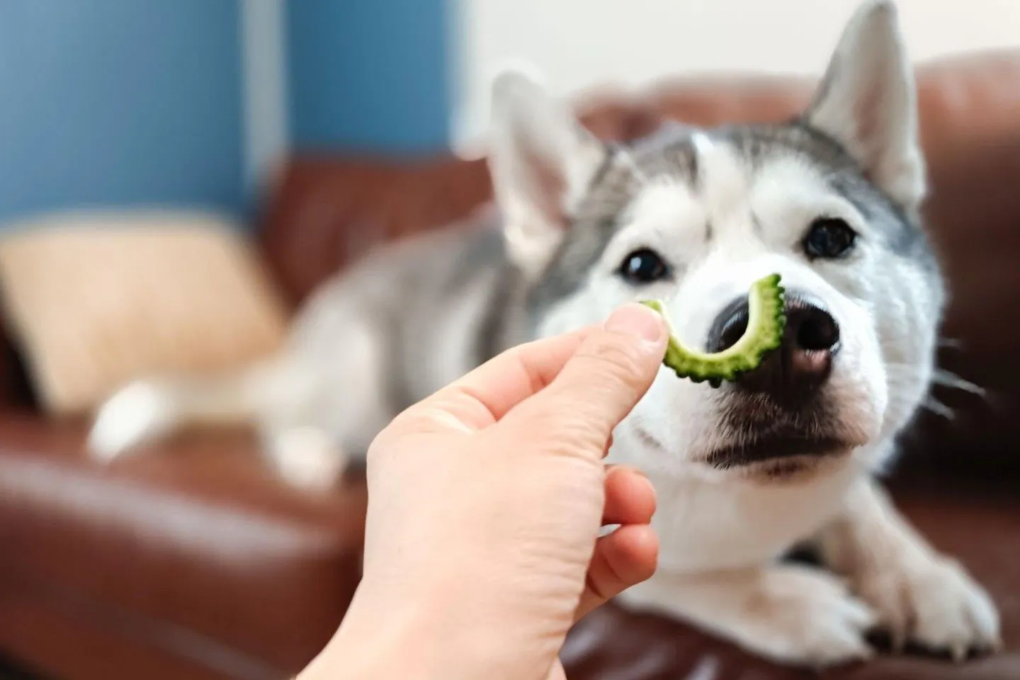 犬はゴーヤを食べても大丈夫？ 