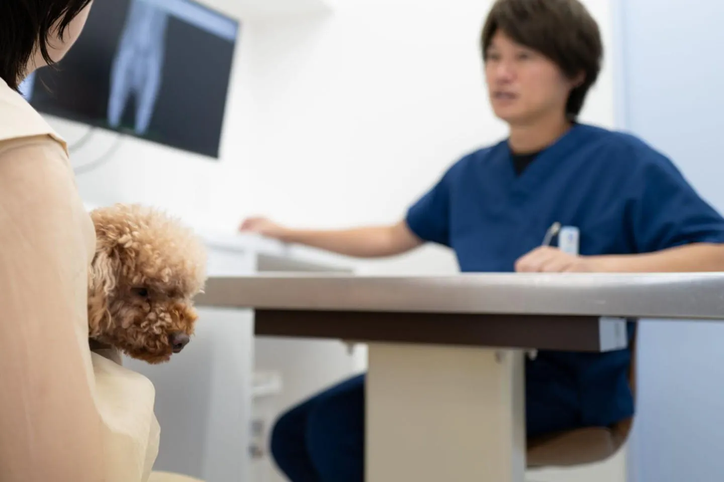医師から説明を受ける飼い主と犬 医師から説明を受ける飼い主と犬