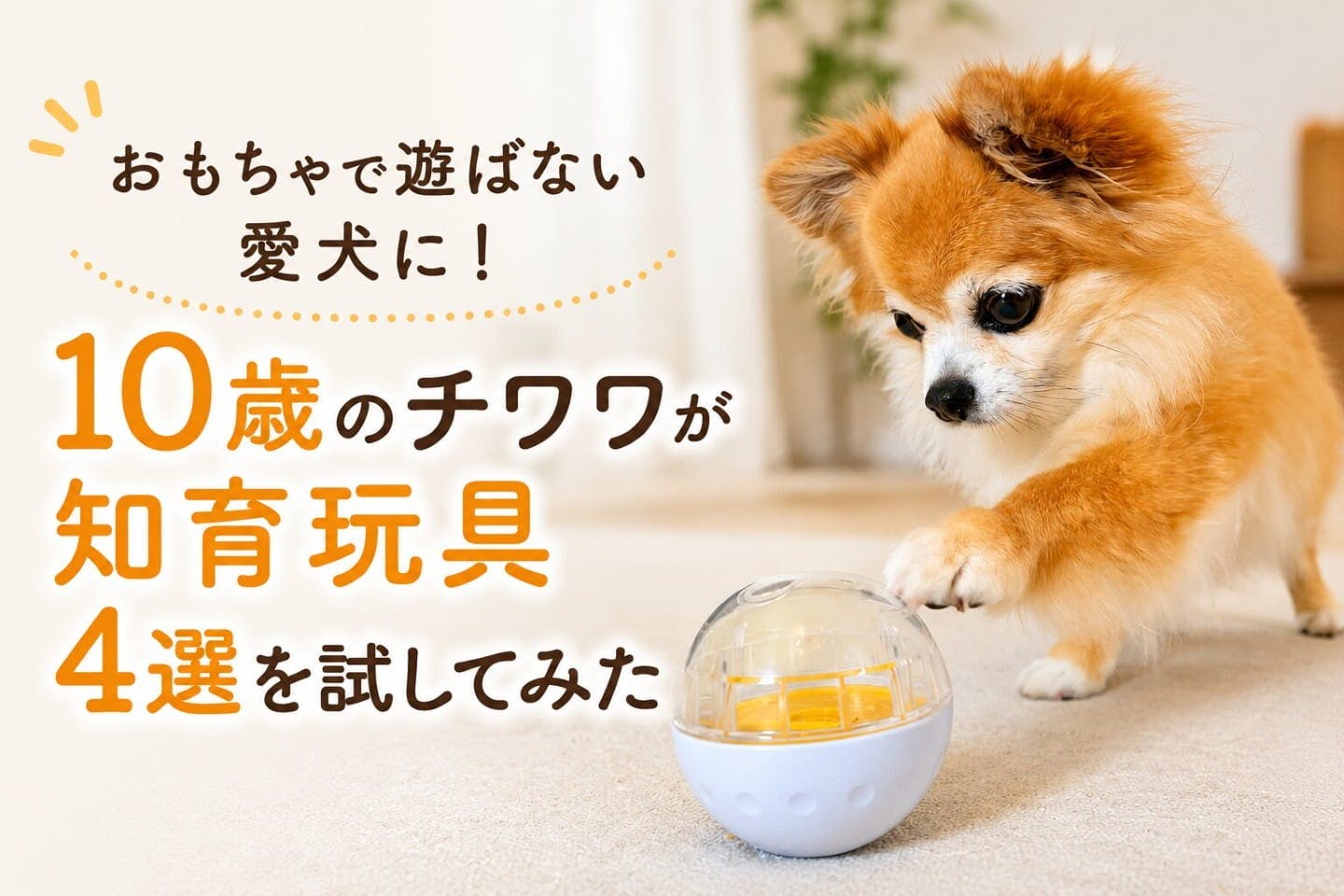 おもちゃで遊ばない愛犬に！10歳のチワワが知育玩具4選を試してみた