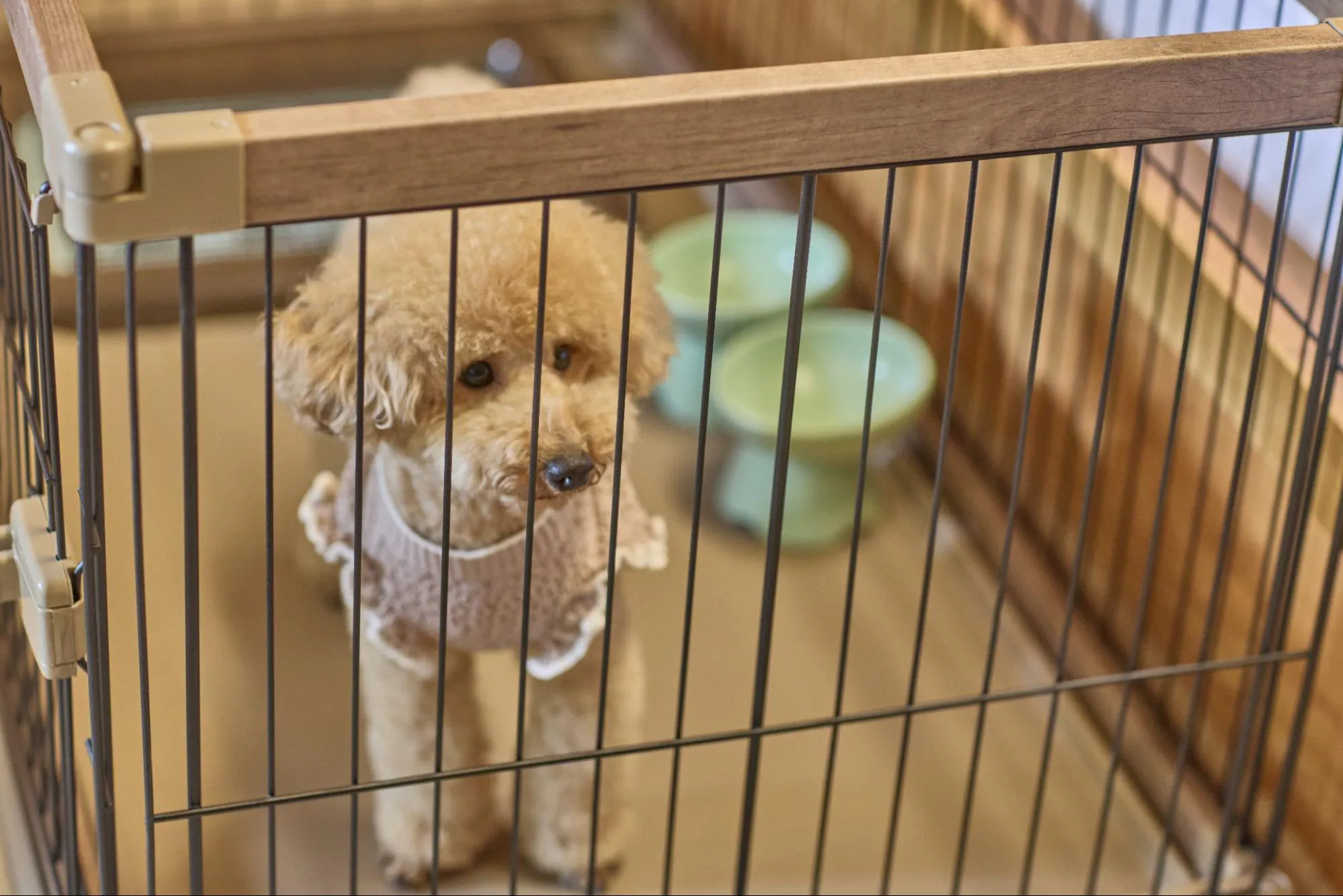 愛犬画像 愛犬画像