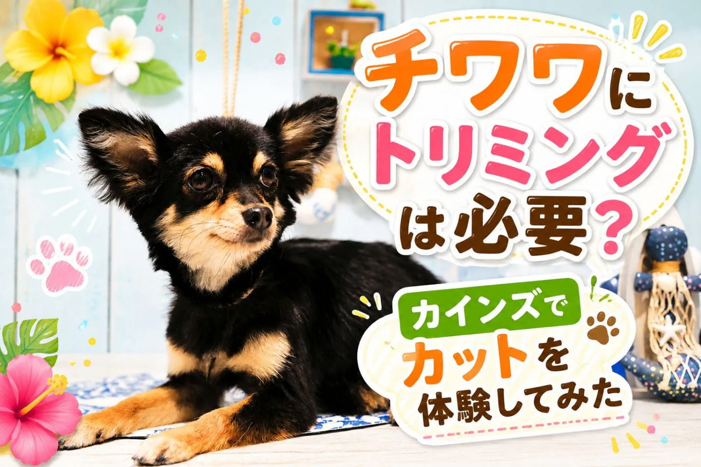 チワワにトリミングは必要？カインズでカットを体験してみた