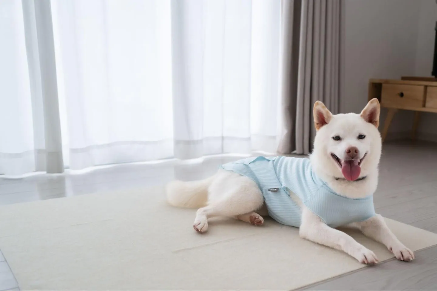 柴犬のねぎ。換毛期は、抜け毛でフローリングが毛まみれに…。