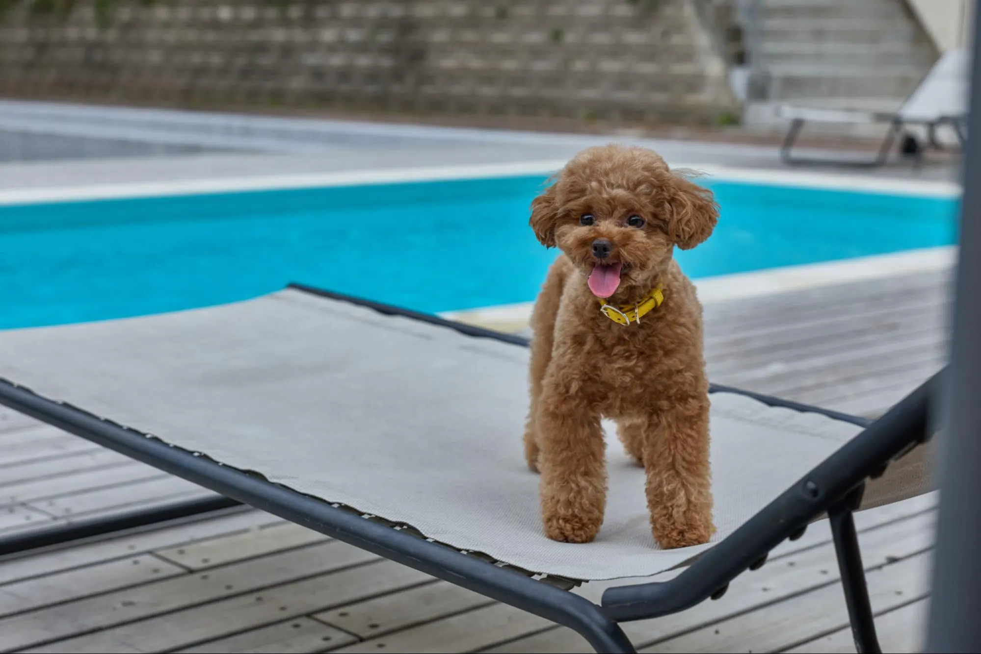 プールサイドでくつろぐ愛犬。