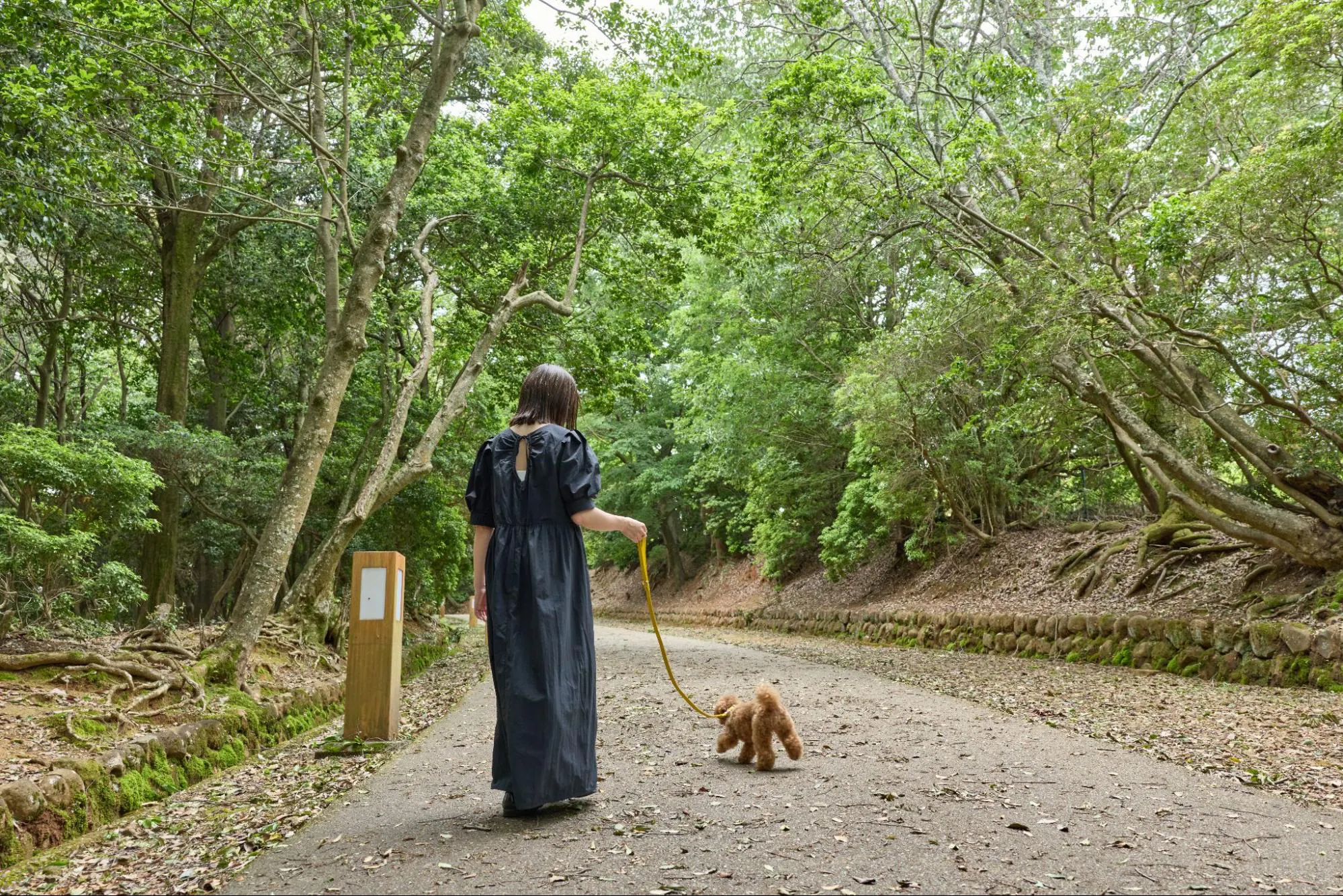 緑に囲まれた道を愛犬と散策。

