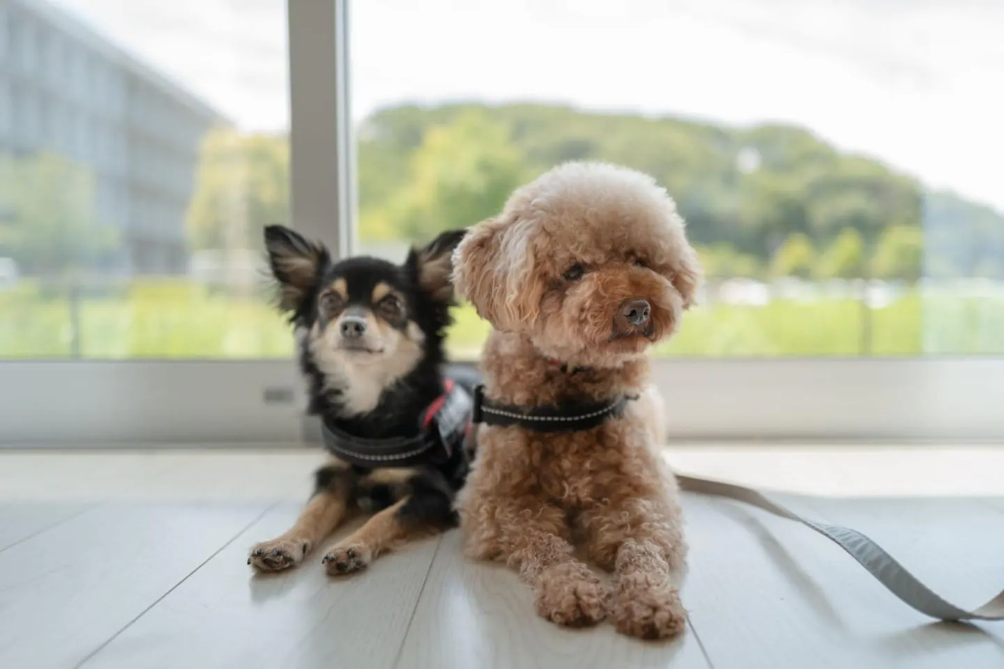 お座りする犬 お座りする犬