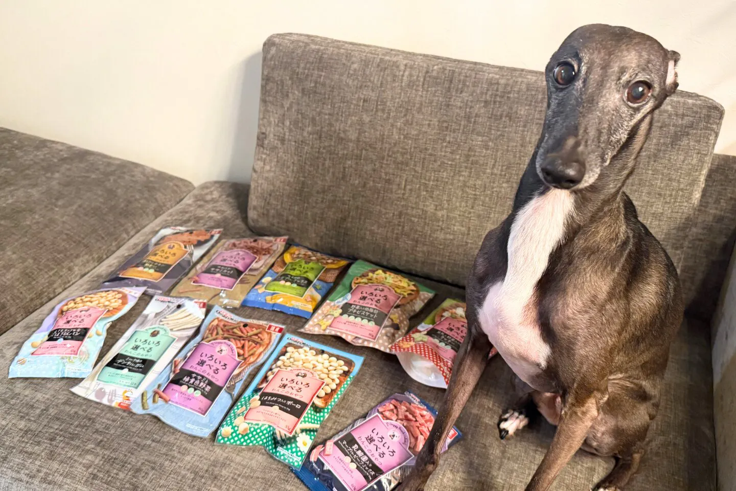 10個買っても800円（税込）！愛犬のおやつをずらっと並べてみた【カインズわん祭り2026】
