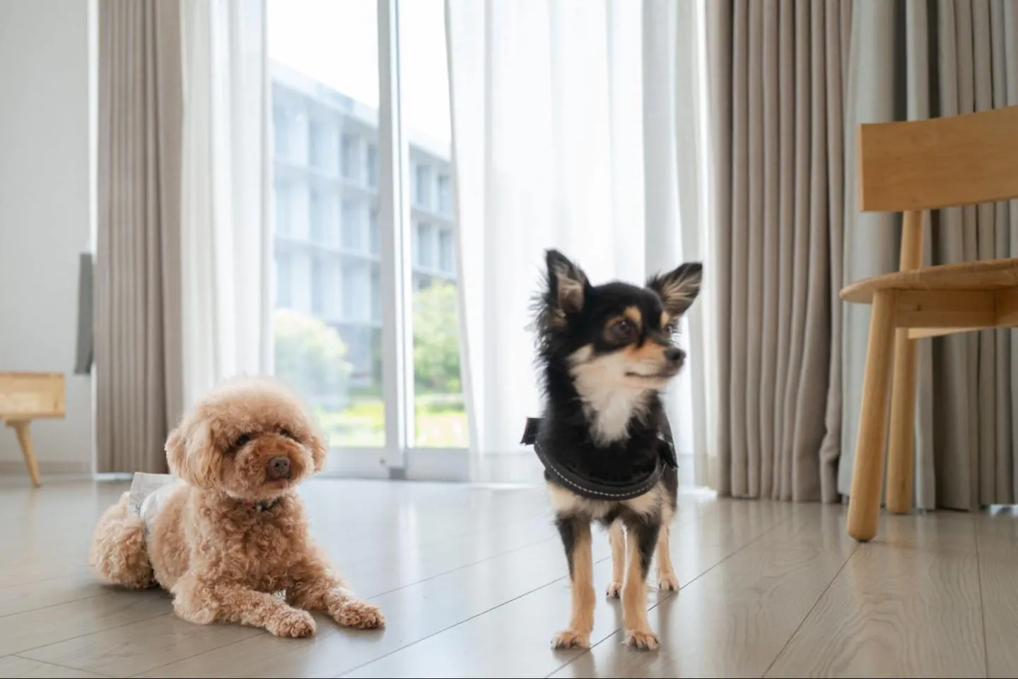写真右：同居犬のこんぶ（ロングコート・チワワ）