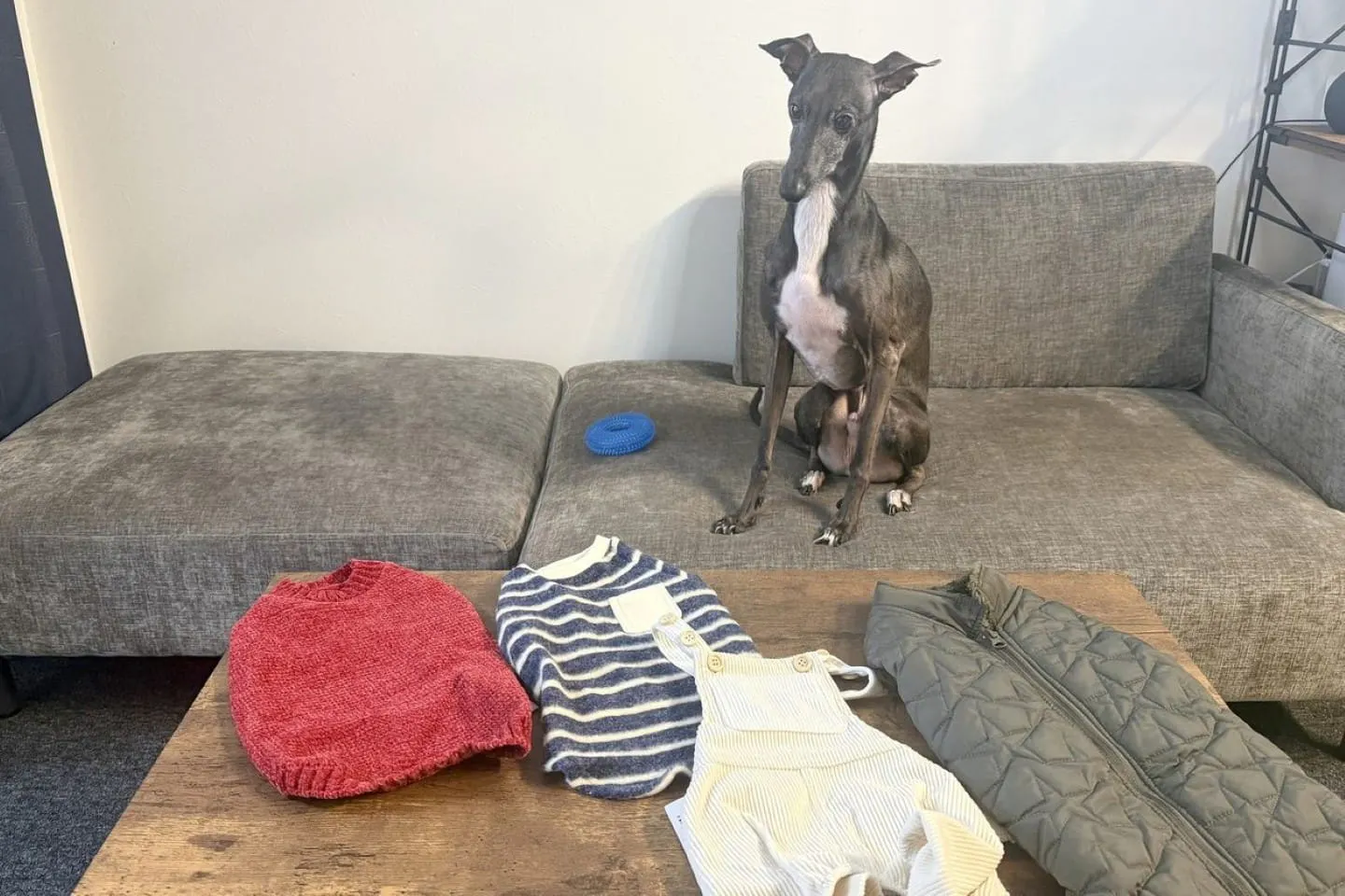カインズで見つけた! イタグレの秋冬服|大きめサイズの愛犬も着られた新作4着