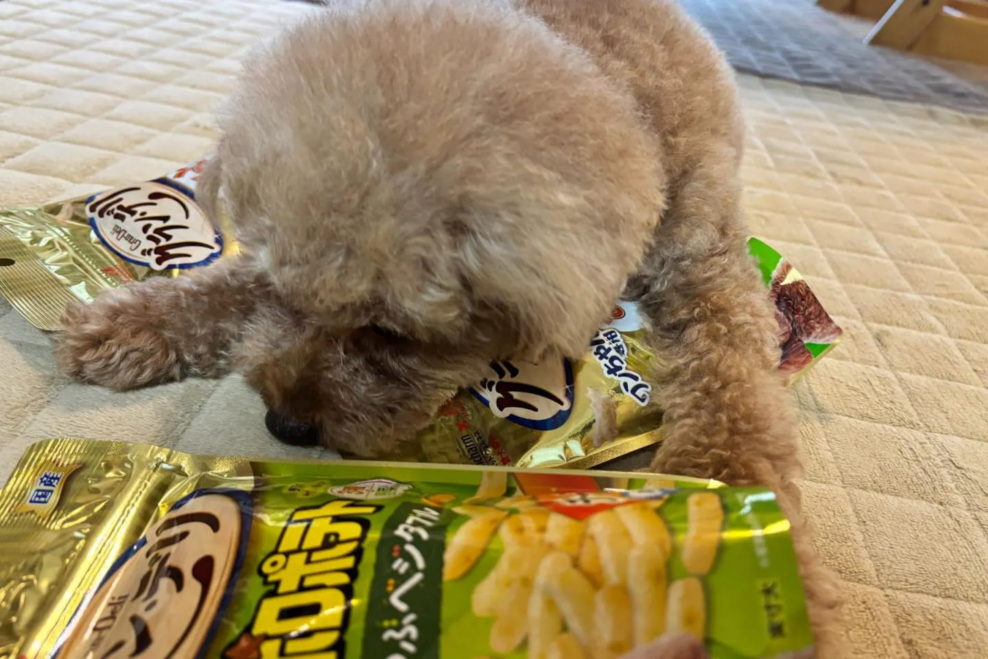 顔を近づけている犬