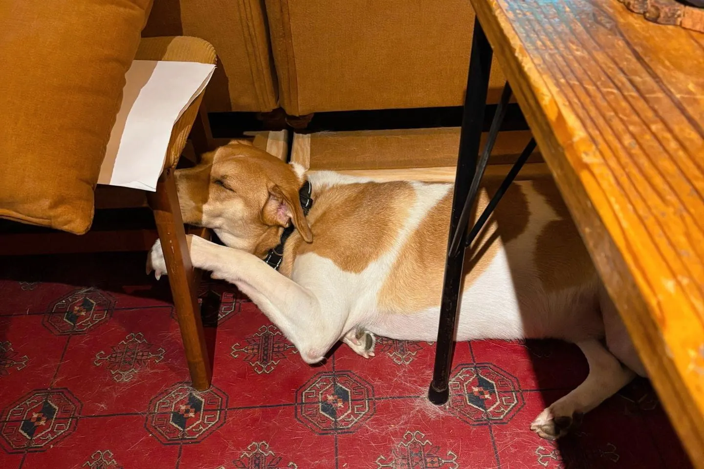 椅子の下で寝る犬