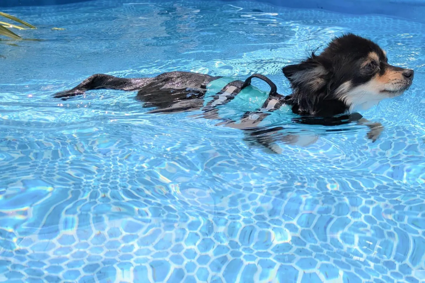 プールで泳ぐ犬