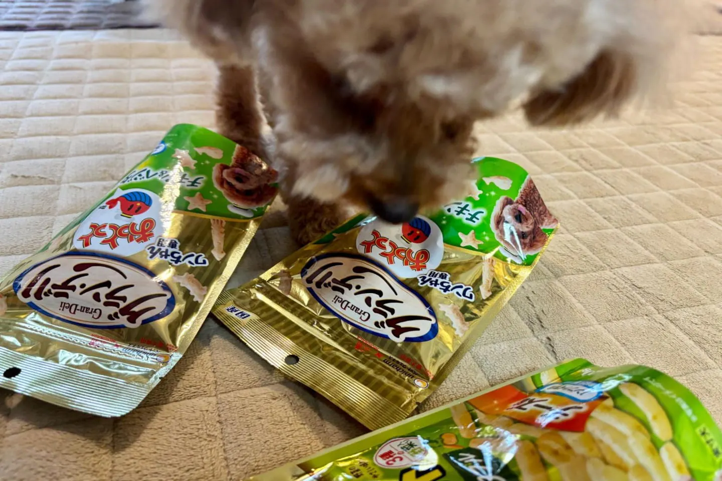 袋のまわりをクンクンする犬