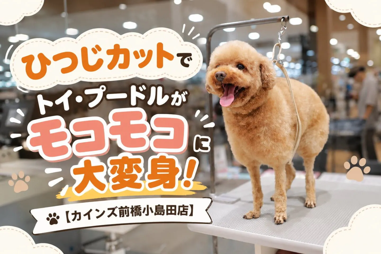 ひつじカットでトイ・プードルがモコモコに大変身！【カインズ前橋小島田店】