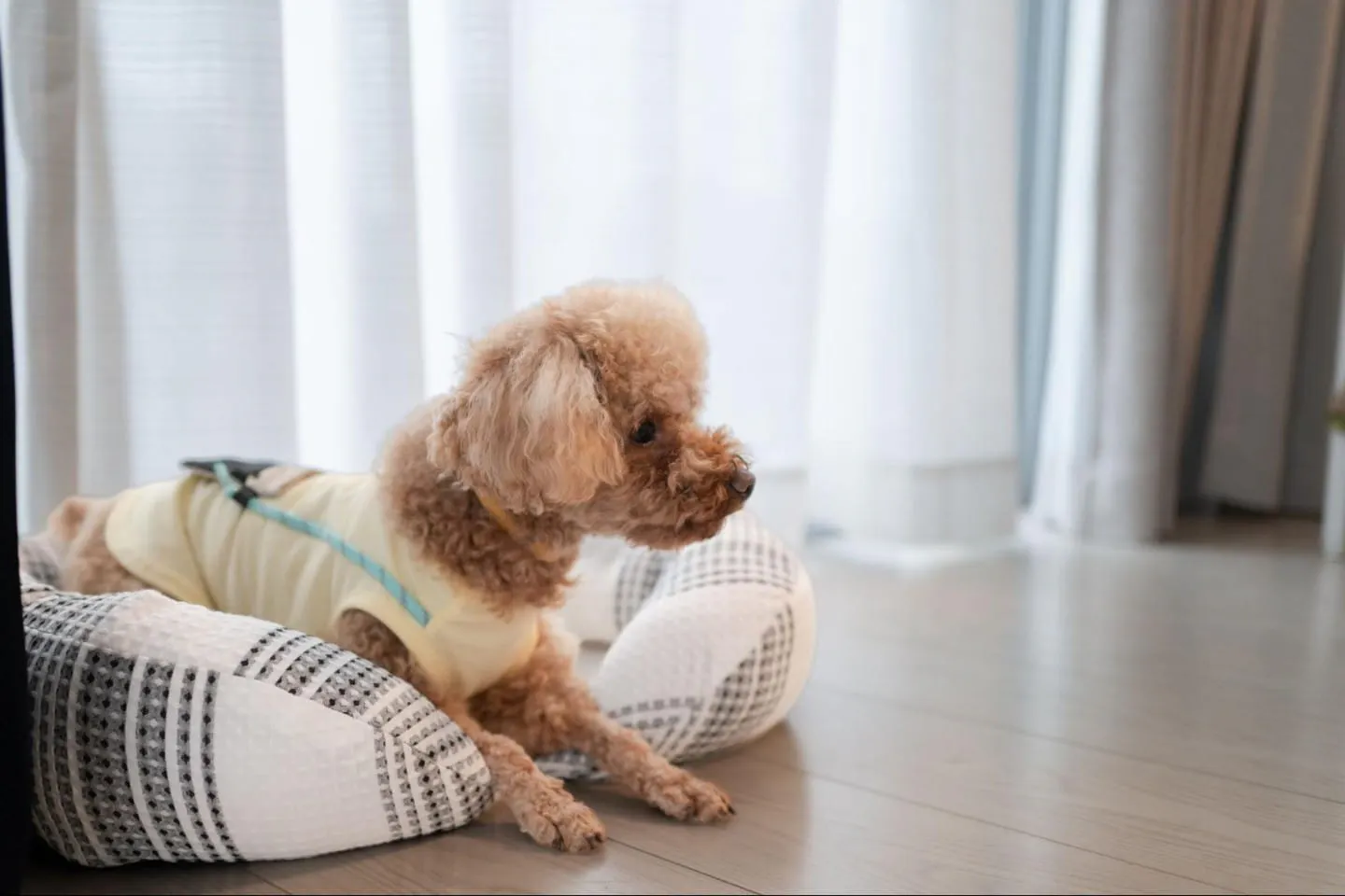 横で会話を聞く犬