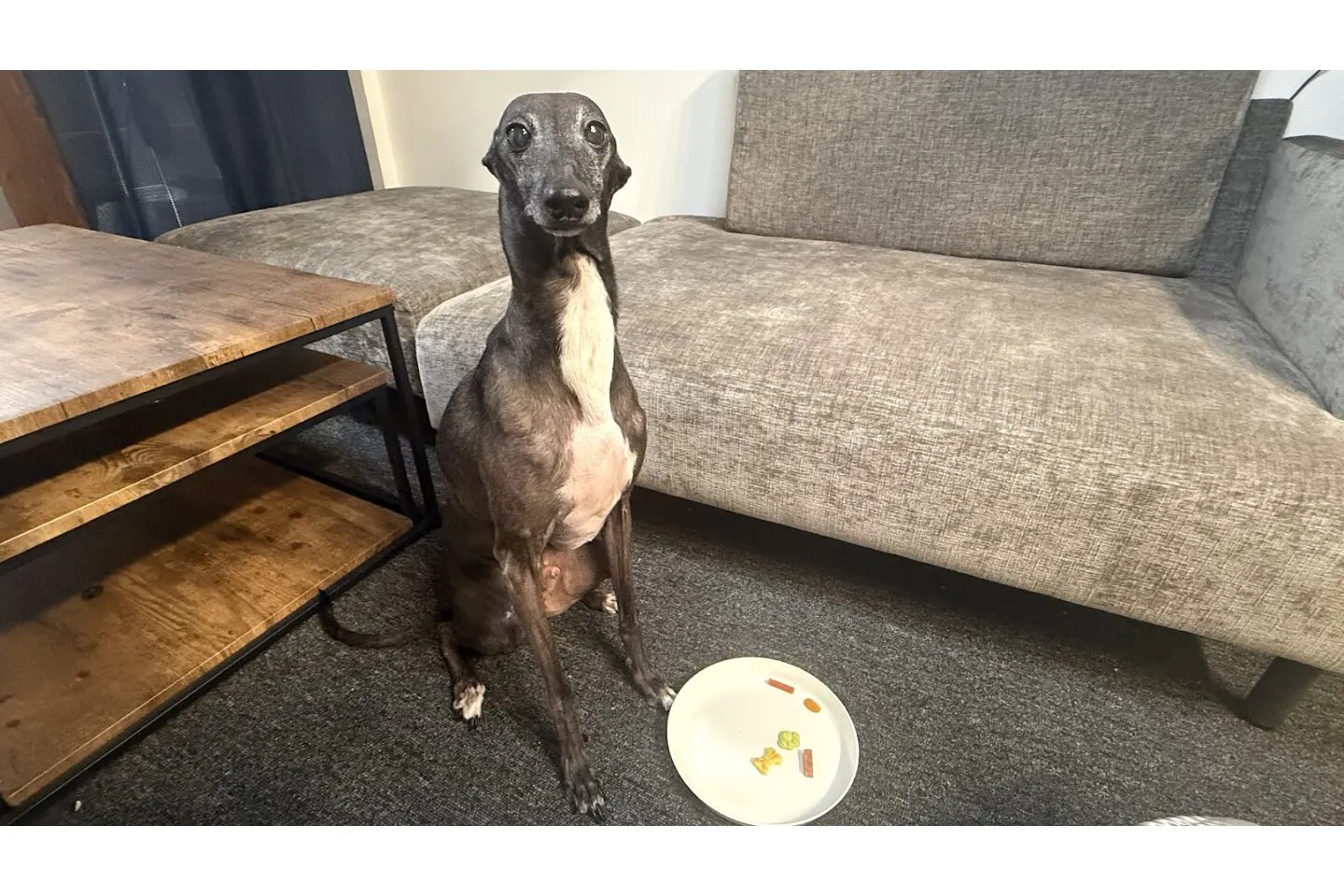 お皿に置かれたおやつと犬のレクター