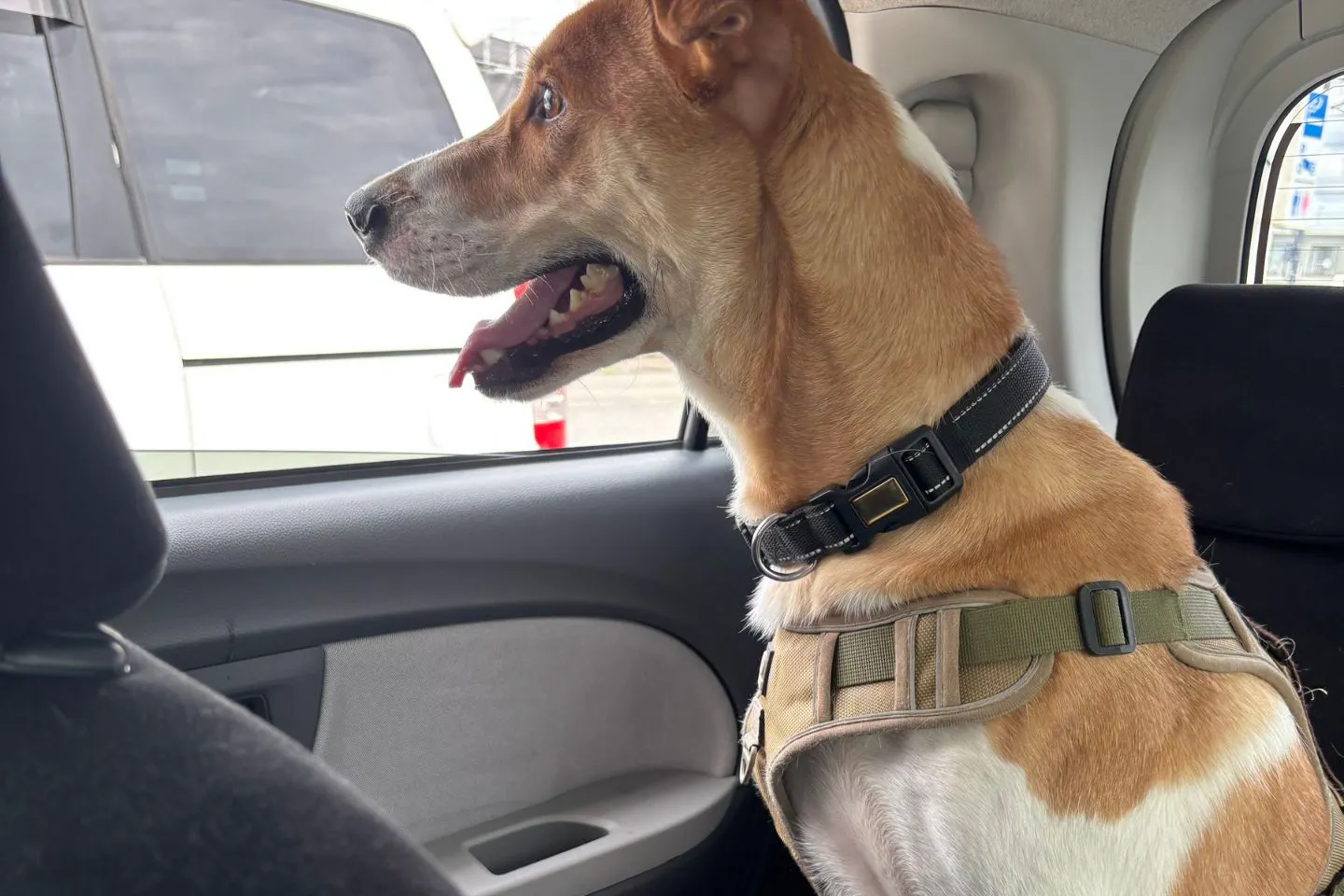 車から窓を見つめる犬