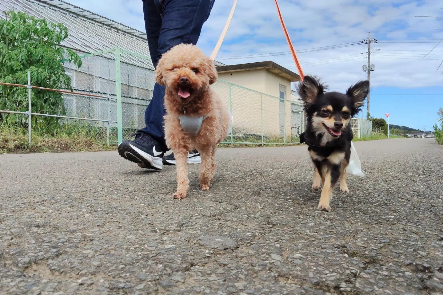 犬の散歩