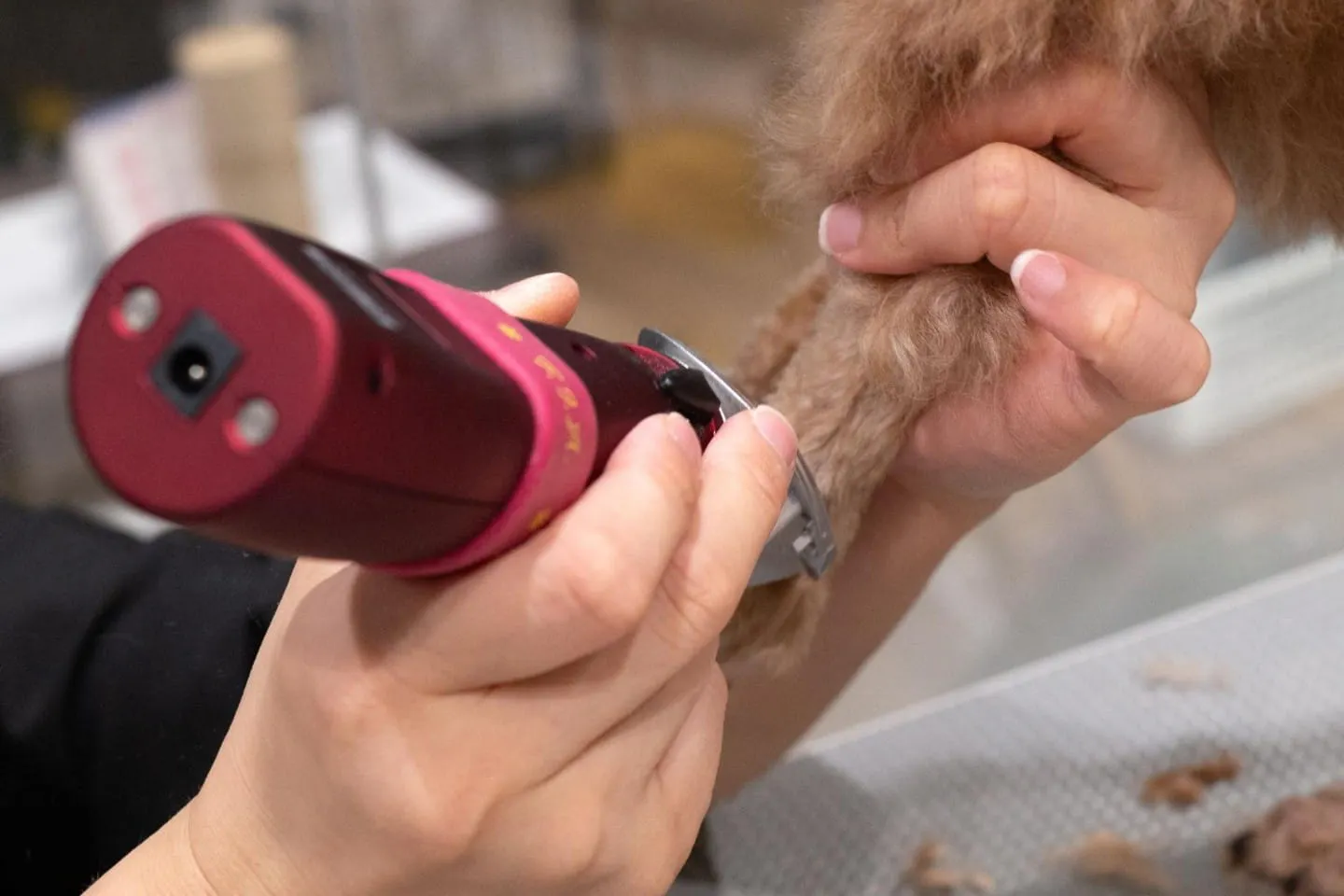 羊フォルムにするために、足の毛にバリカンを入れていく！