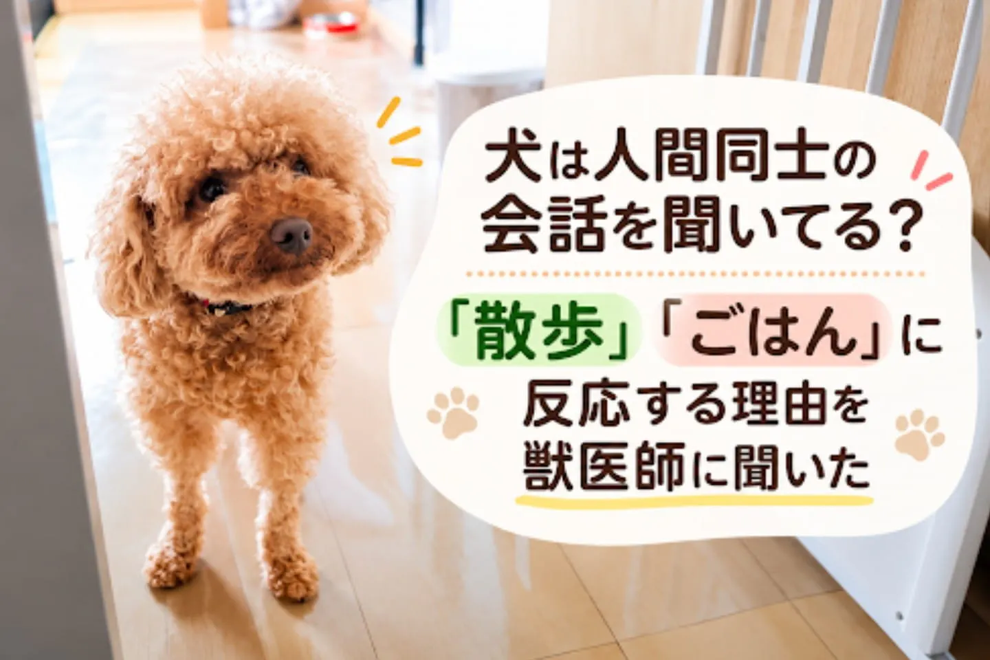 犬は人間同士の会話を聞いてる？「散歩」「ごはん」に反応する理由を獣医師に聞いた
