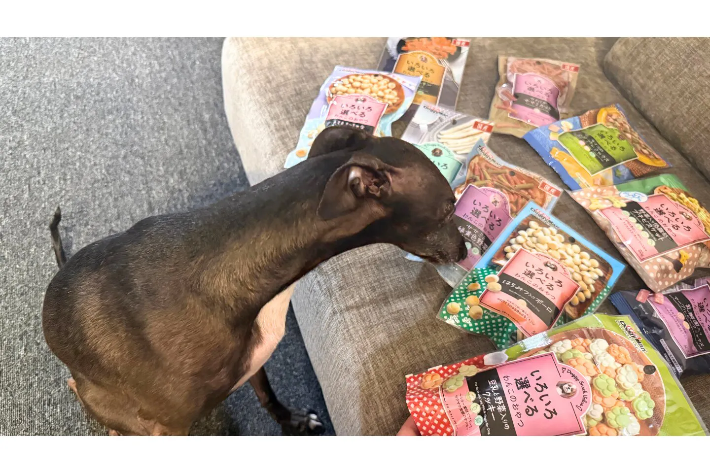 おやつを選ぶ犬