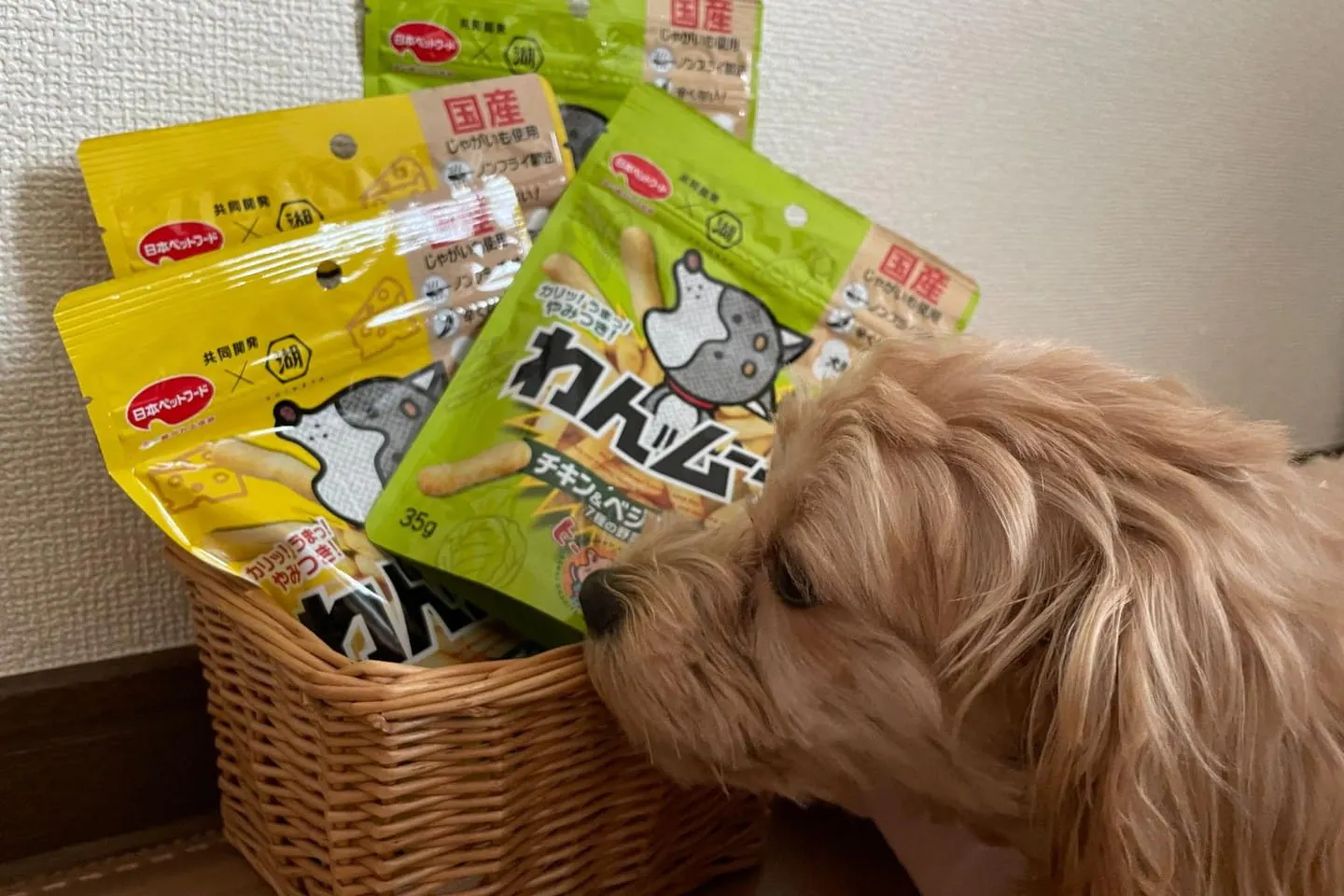 初めて見るおやつに興味津々な犬