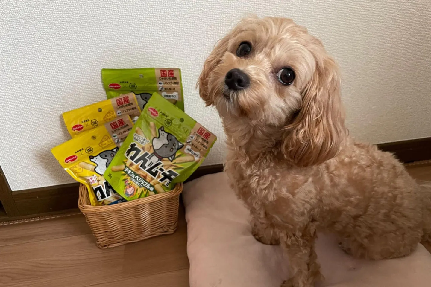 4袋入って1,000円（税込）！期間限定「わんムーチョセット」を愛犬と楽しんでみた【カインズわん祭り2026】