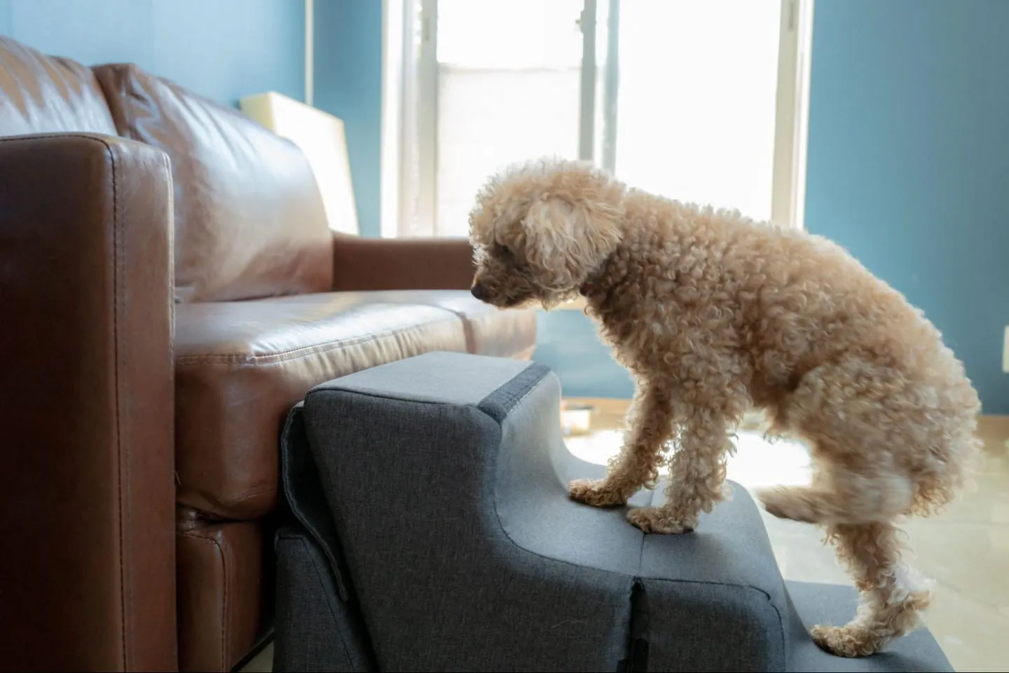 ソファにのぼる犬