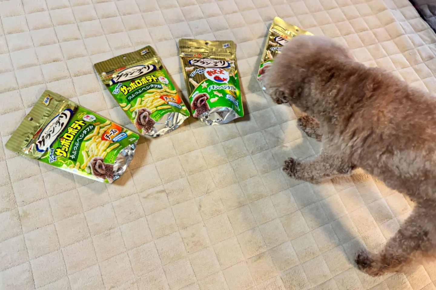 グラン・デリ サッポロポテト ベジチーズに近づく犬