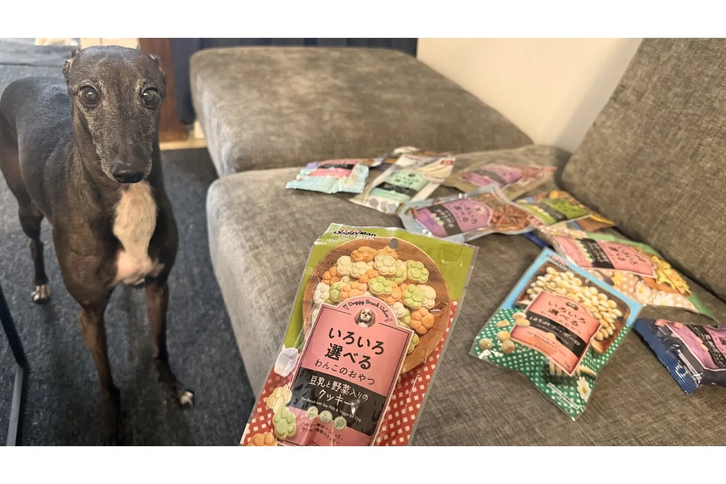 いろいろ選べるわんこのおやつと犬