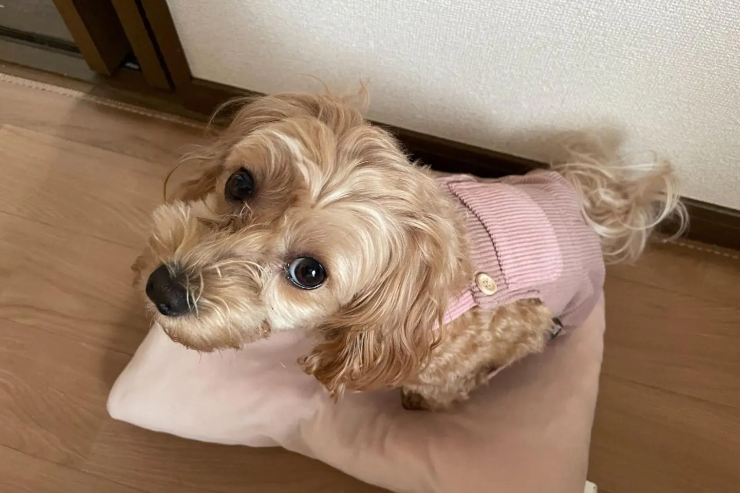 4kgのミックス犬・マルプーが3着を着比べ！カインズの秋冬ウェアで散歩してわかったこと